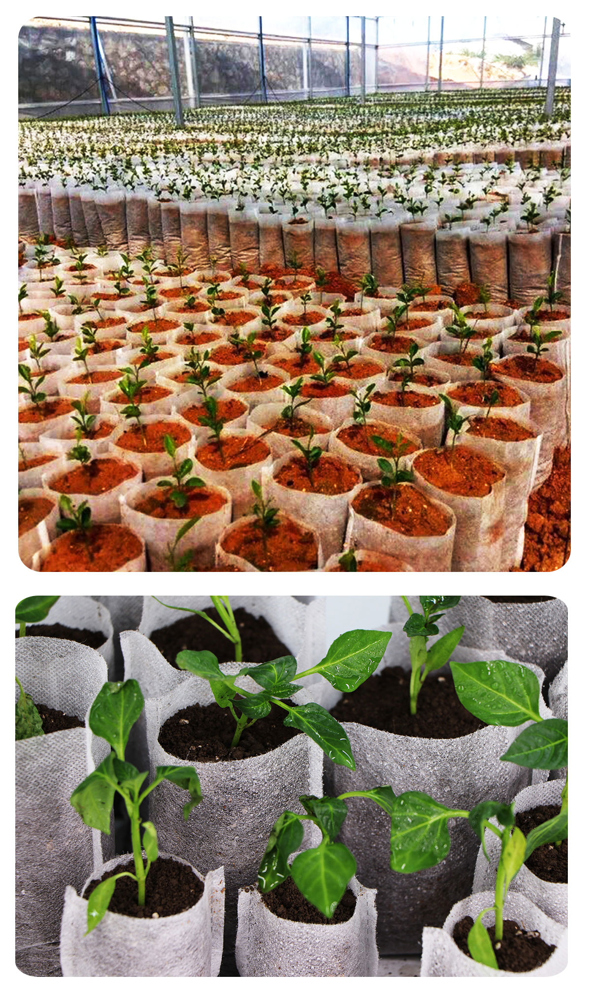 Bolsas biodegradables para plantas, macetas ecol&oacute;gicas de tela no tejida con ventilaci&oacute;n, cultivo en vivero o en jard&iacute;n